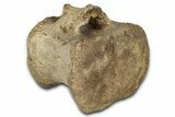 Hadrosaur (Edmontosaurus) Caudal Vertebra - Wyoming #349463-1